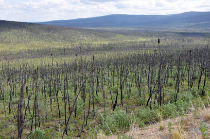fire destroyed area