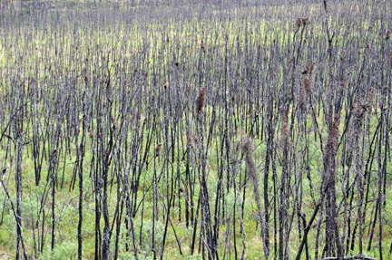 fire destroyed area