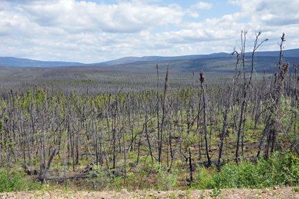 fire destroyed area
