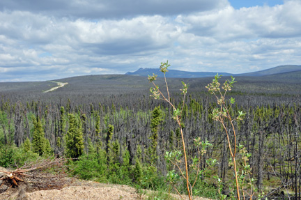 fire destroyed area