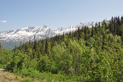 trees and mountain