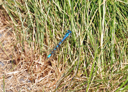 blue dragonfly