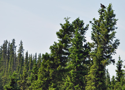 A big bird at the top of a tree