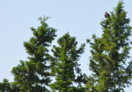 A big bird at the top of a tree