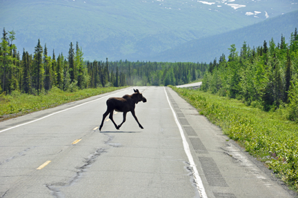 MOOSE ON THE ROAD