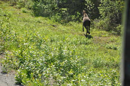 MOOSE GOING INTO WOODS
