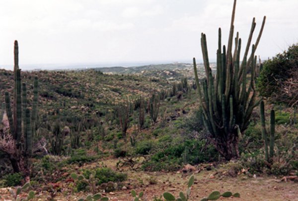 cacti