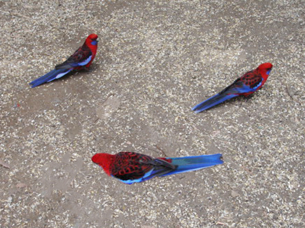 three birds