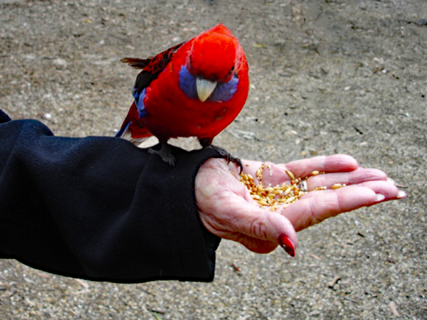 Karen Duquette feeding a bird