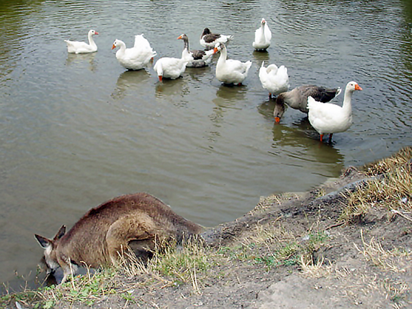 kangaroo and ducs