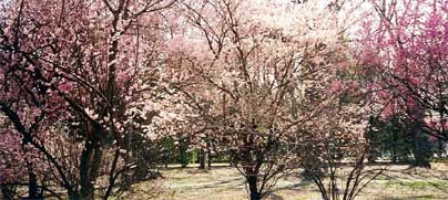 Cherry Blossoms flashback to March 24, 2001