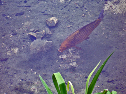 fish swimming