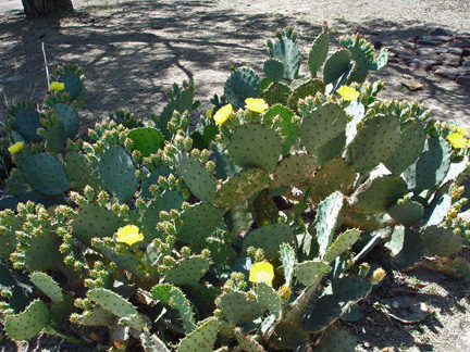 cactus