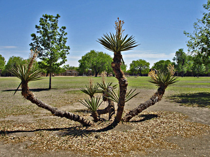 plant