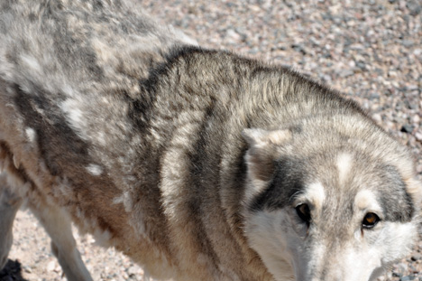 a wolf