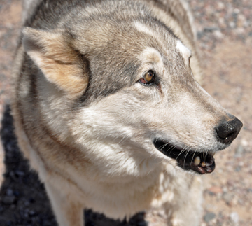 a wolf
