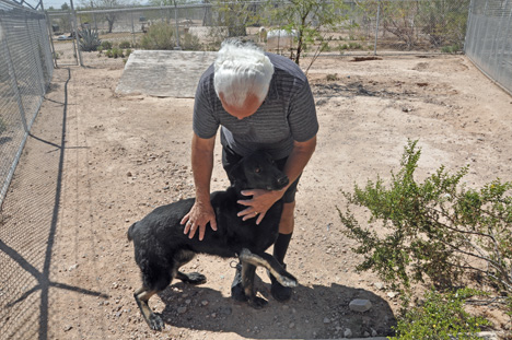 Lee petting a wolf