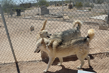 several wolves