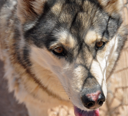 close-up of a wolf