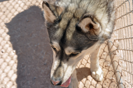a wolf