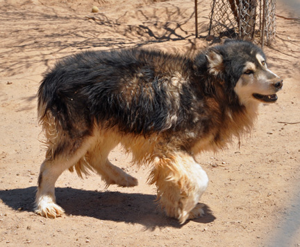 a shaggy wolf