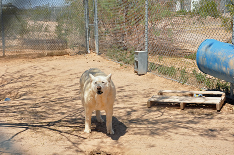wolf