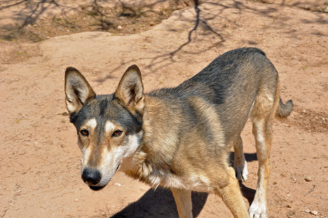a skinny wolf