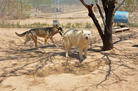 wolves