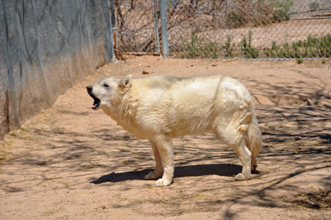a wolf howling