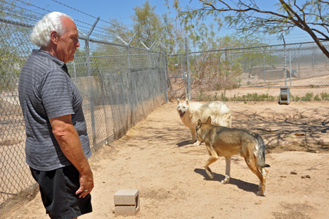 Lee Duquette and wolves