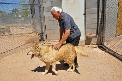 Lee Duquette and a wolf