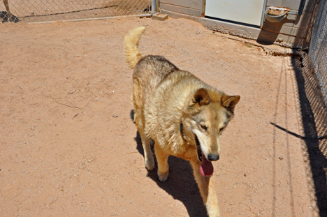 a wolf