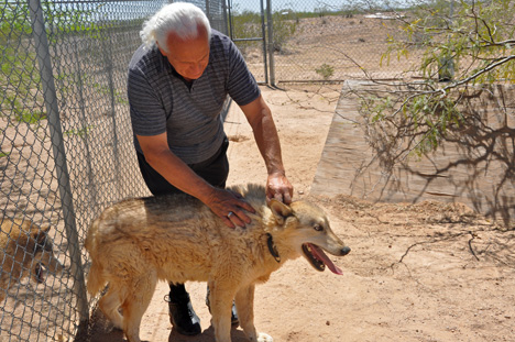 Lee Duquette and a wolf