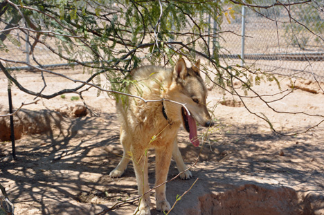 a wolf