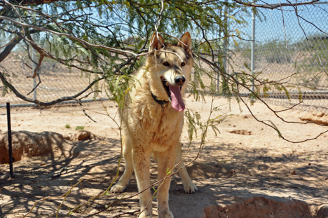 a wolf